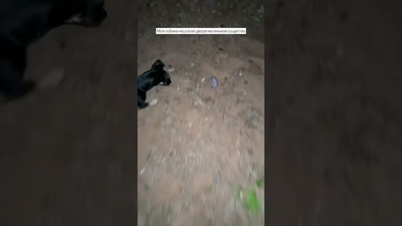 Собака нашла лысое существо