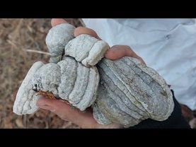 КАК ДОКТОР КРИНЖ В ЛЕС ХОДИЛ. @DR.CRINGE0 #докторкринж #лес #берёза #природа #хейтеры #хейт