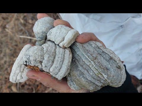 КАК ДОКТОР КРИНЖ В ЛЕС ХОДИЛ. @DR.CRINGE0 #докторкринж #лес #берёза #природа #хейтеры #хейт