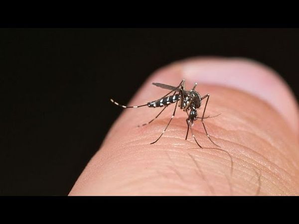 EU health authorities warn that mosquito-borne illnesses are at record highs