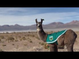 Осиротевшего детёныша ламы приютили в полицейском участке в Чили