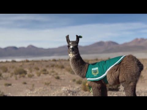 Осиротевшего детёныша ламы приютили в полицейском участке в Чили