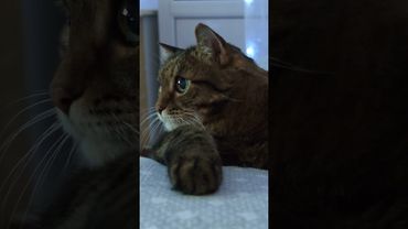 Ты 🦁 лев 🙀😉🤔🤣 #cat #кот #юмор #котушка #приколы #цитаты