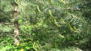 Чистые лёгкие