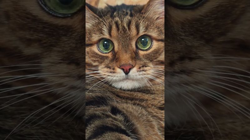 Андроид или Айфон 📱🤔🙀🤣 #cat #кот #позитив #популярное #юмор #цитаты #приколы #котушка