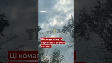 У Запорізькій області навала сарани #новини #запоріжжя #погода #shorts