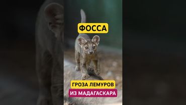 Фосса: Загадочный хищник Мадагаскара 🌍🔥 #фосса #мадагаскар #лемур #животные