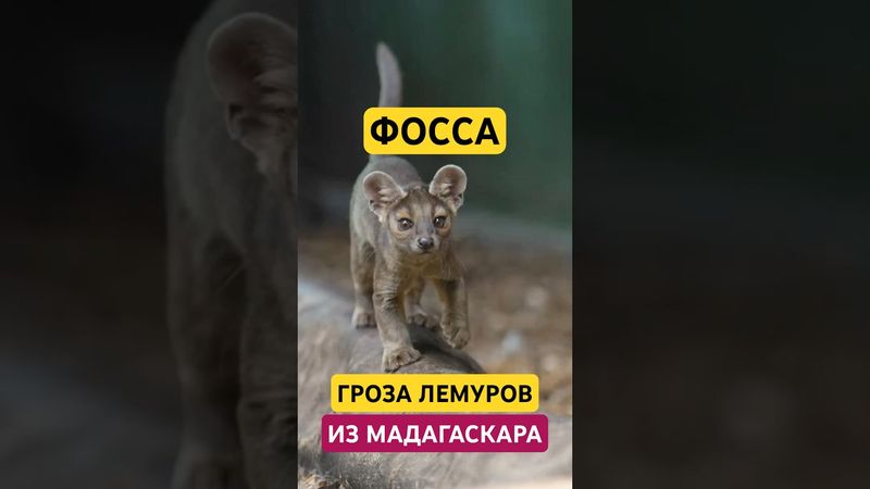Фосса: Загадочный хищник Мадагаскара 🌍🔥 #фосса #мадагаскар #лемур #животные