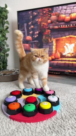 #харитон #cat #talkingbuttons #straykids #funnycat #catsoftiktok #str...