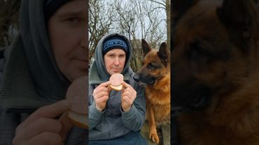 Мысли Гретты когда она увидела бутерброд 😂 #собака #смешновидео ##смех #юмор #приколы #shorts #fun