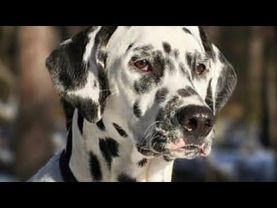 ДТ - 777. Курс "Счастливый щенок". Осень - школьная пора. Часть 1