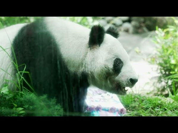 Only panda not owned by China turns 35 | AFP