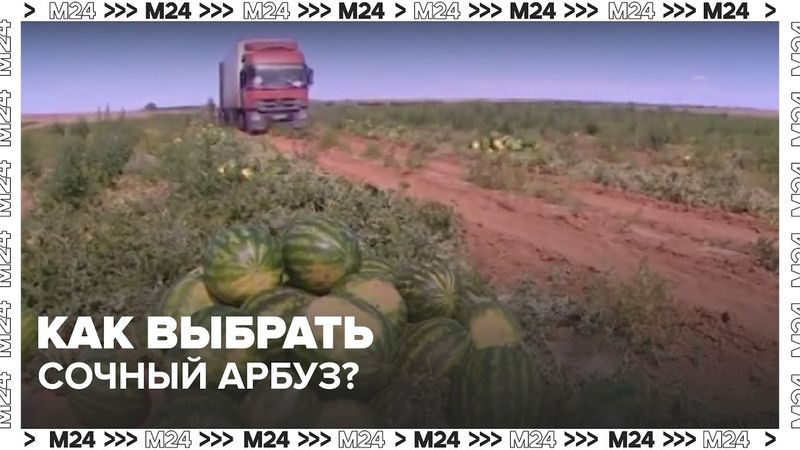 Как выбрать самый вкусный арбуз? Москва готовится к сезону бахчи 🍉