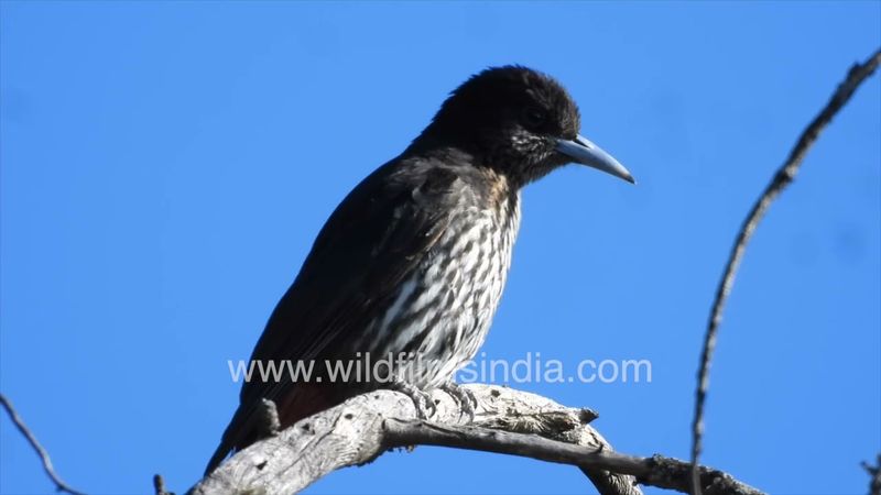 Maroon Oriole female at wildfilmsindia Jabbarkhet, in non breeding season, in silent mode