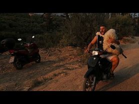 Fires in Greece: helping the animals