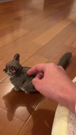 #animals #happy #galago #foryou #usa_tiktok 