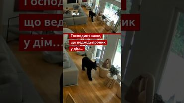 Ведмідь зайшов до будинку та їв собачий корм. Але його прогнав маленький пес #shorts #ведмідь #війна