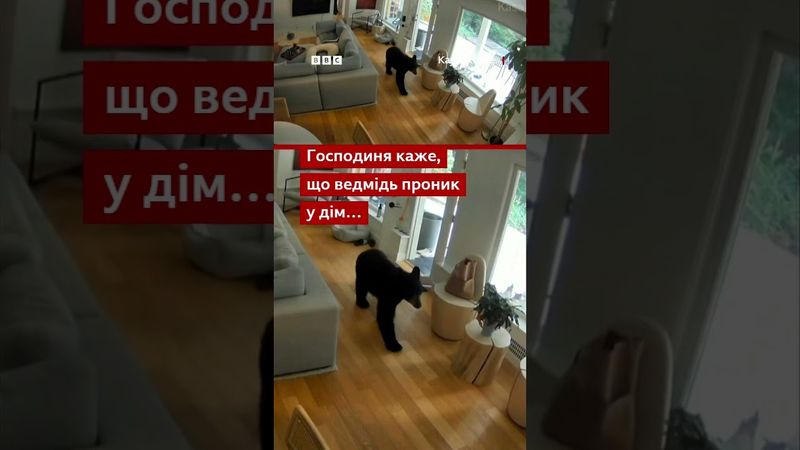 Ведмідь зайшов до будинку та їв собачий корм. Але його прогнав маленький пес #shorts #ведмідь