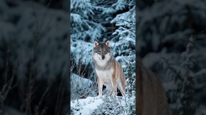 🔥Одинокая волчица 🔥А. Добронравов🔥