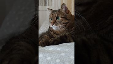 Хитрый работник 🙀😉🤔🤣 #cat #кот #юмор #котушка #приколы #цитаты #переозвучка