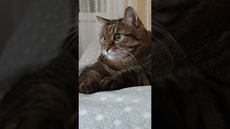 Хитрый работник 🙀😉🤔🤣 #cat #кот #юмор #котушка #приколы #цитаты #переозвучка