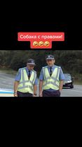 #собаказарулем #гаишникитормазнули #дизельшоу