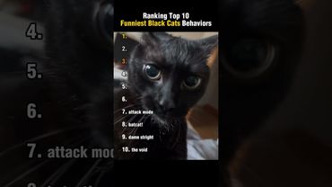 Top 10 Funniest Black Cat Behaviors