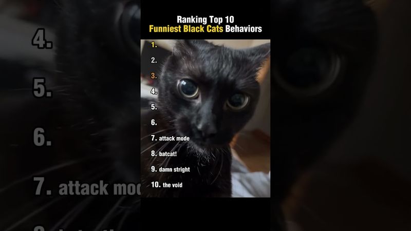 Top 10 Funniest Black Cat Behaviors