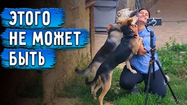 Невероятно, 2 ревнивые собаки Айза и Альма подружились. Продолжаем подготавливать дом к продаже.