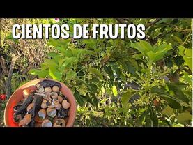 Potente fertilizante para hacer que cualquier Árbol explote en flores y frutos