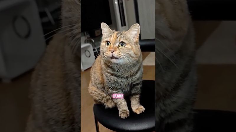 Избавляемся от неудобств с грустным котей😻 Пылесос Klesonik вместо дурацких проводов и шлангов👍