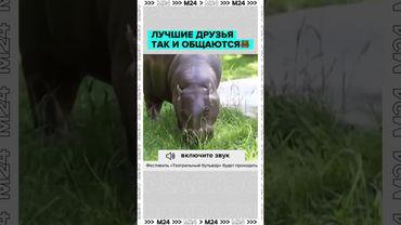 Лучшие друзья так и общаются 🐻