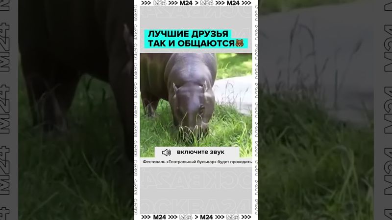 Лучшие друзья так и общаются 🐻