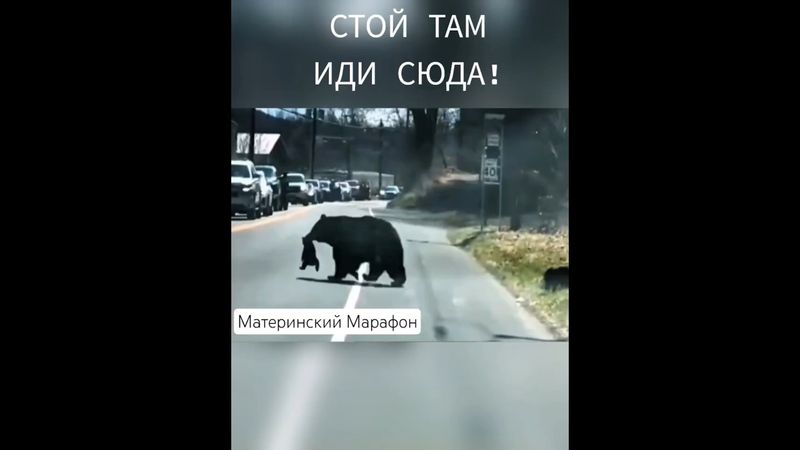 #Позитив в ленту! #СмешныеЖивотные #Юмор  #ПриколыСЖивотными #СмешноеВидео #ВирусноеВидео