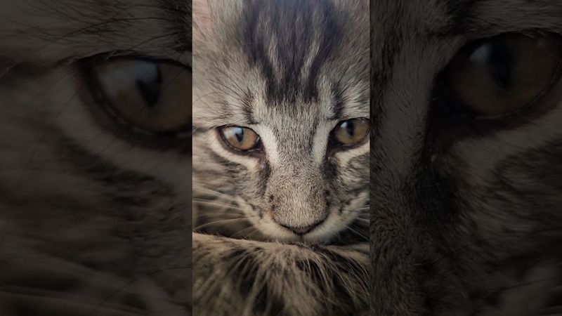 Кошачье мурлыканье. Мейн-кун Рыся.