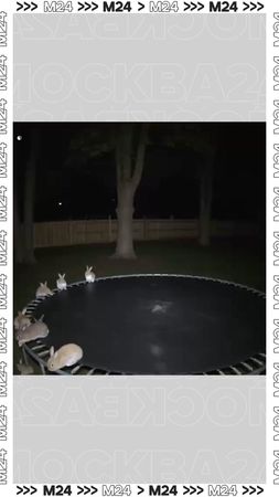 «Ушастый ритуал» разорвал соцсети — завирусившееся видео с прыгающими...