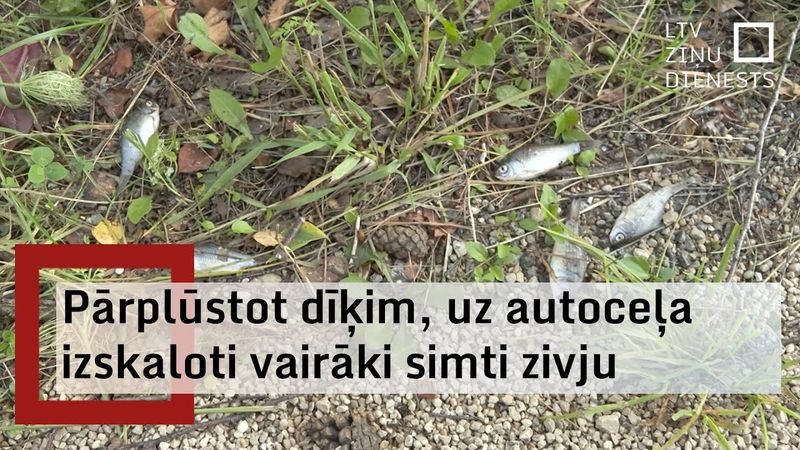 Zivis uz ceļa – lietavu sekas Jēkabpils novadā