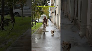 Гимн всех собачников Арт. WB: 500356633 шампунь глубокой очистки #шампуньдлясобак #уходзасобакой