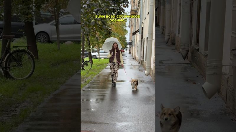 Гимн всех собачников Арт. WB: 500356633 шампунь глубокой очистки #шампуньдлясобак #уходзасобакой