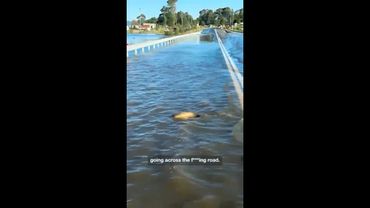 Persistent fish swims across road in NSW