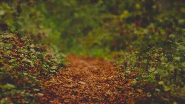 Rain on Leaves on a Forest Road in Autumn - 10 Hours Video with Sounds for Relaxation and Sleep