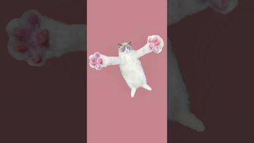 Bleh😋#fyp #thatlittlepuff #catmeme #catsoftiktok #cats