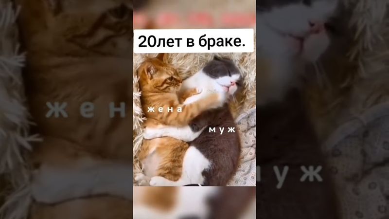 #подпишись#животные#юмор