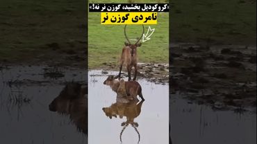 «کروکودیل نجات داد، ولی گوزن نر نابودش کرد!» 😢🐊 #WildlifeDocumentary🦌 #AnimalStory😱 #NatureShock
