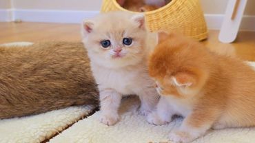 Such cute and sweet British Shorthair kittens