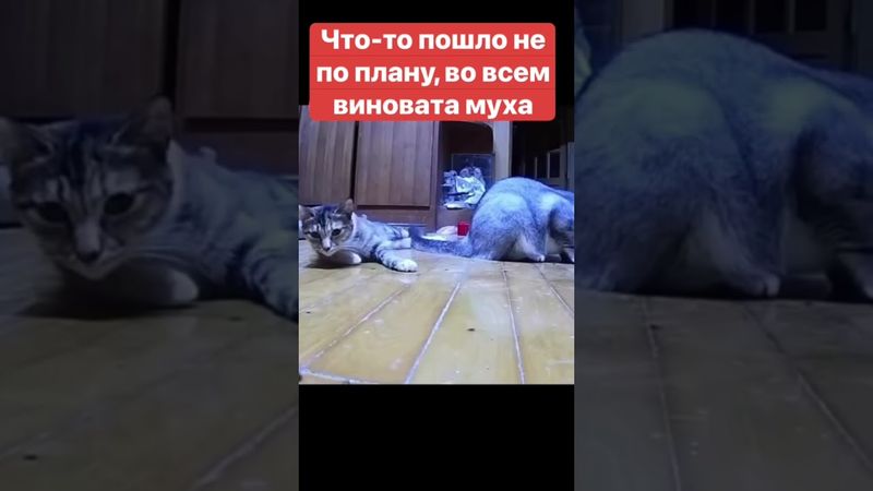 Что-то пошло не по плану, во всем виновата муха, все живы и здоровы #юмор