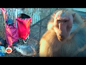 Сидел Пэдро, никого не трогал и понеслось...Даже крики не  выбесят Деда! Нутрия пришла с досмотром.