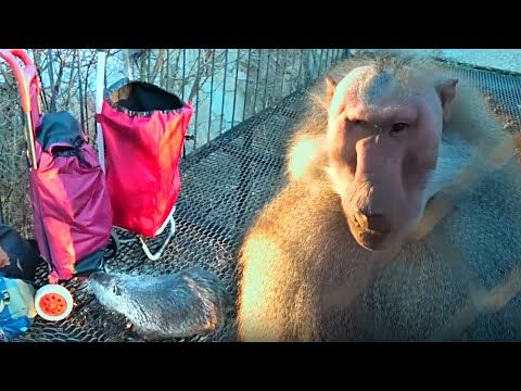 Сидел Пэдро, никого не трогал и понеслось...Даже крики не  выбесят Деда! Нутрия пришла с досмотром.