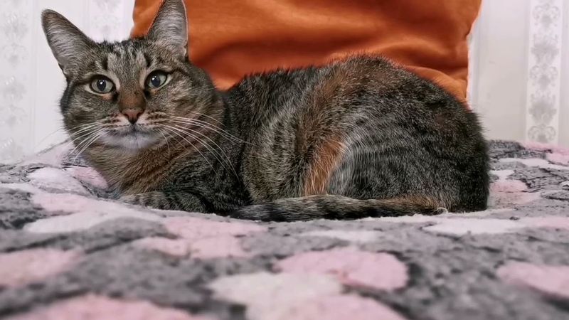 Как понять, что кошка вас не любит