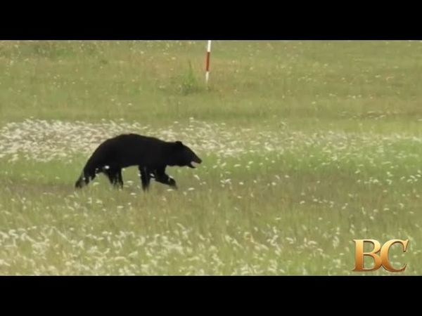 Bear on runway forces airport in Japan to cancel flights